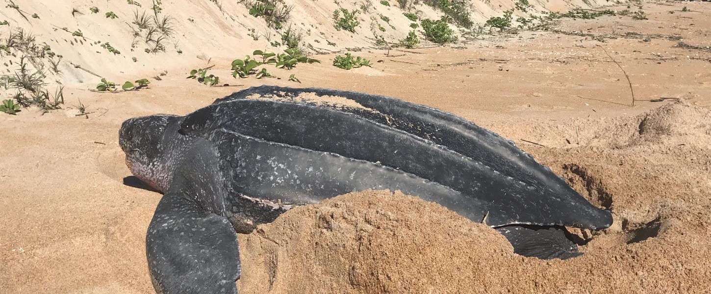 A nesting leatherback sea turtle.