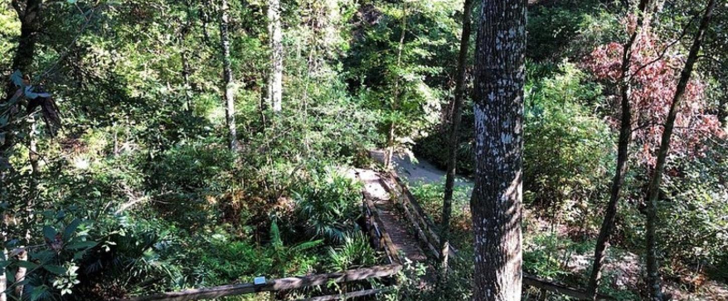 a wooden boardwalk descends into a green leafy ravine