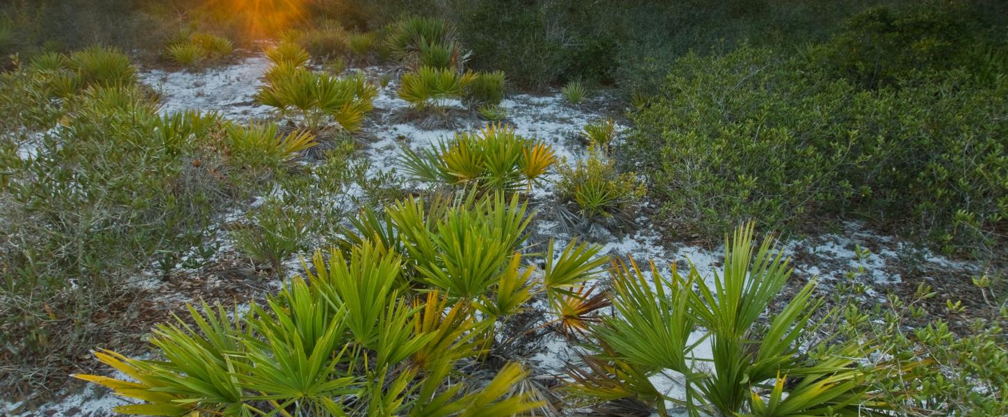 A view of the shrubbery on Hobe Mountain.