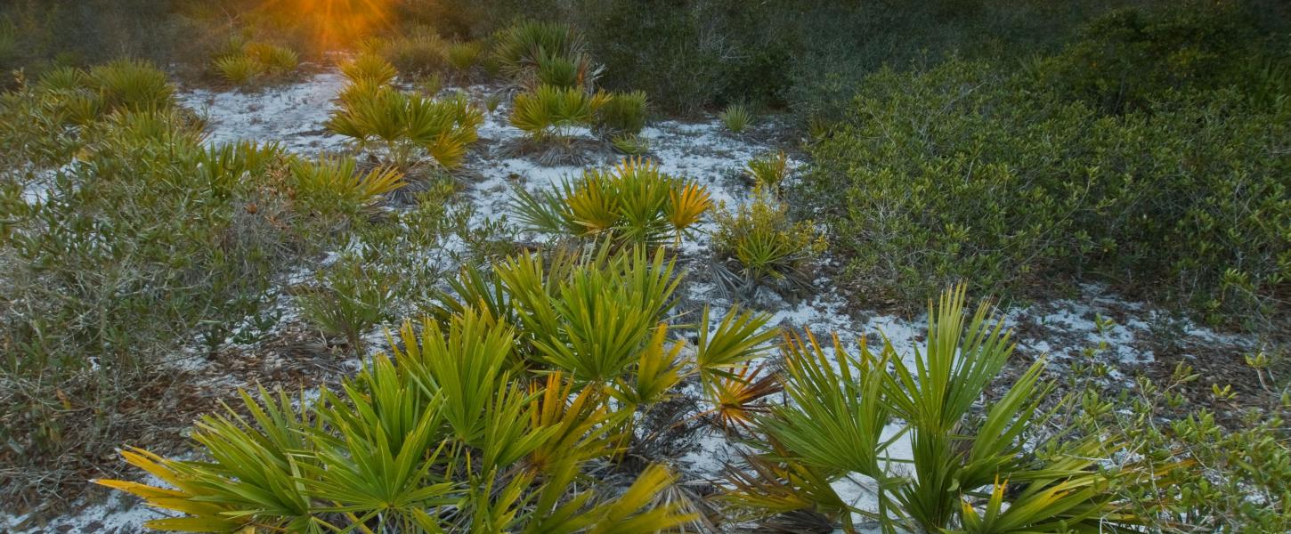 A healthy scrub habitat at sunrise. 