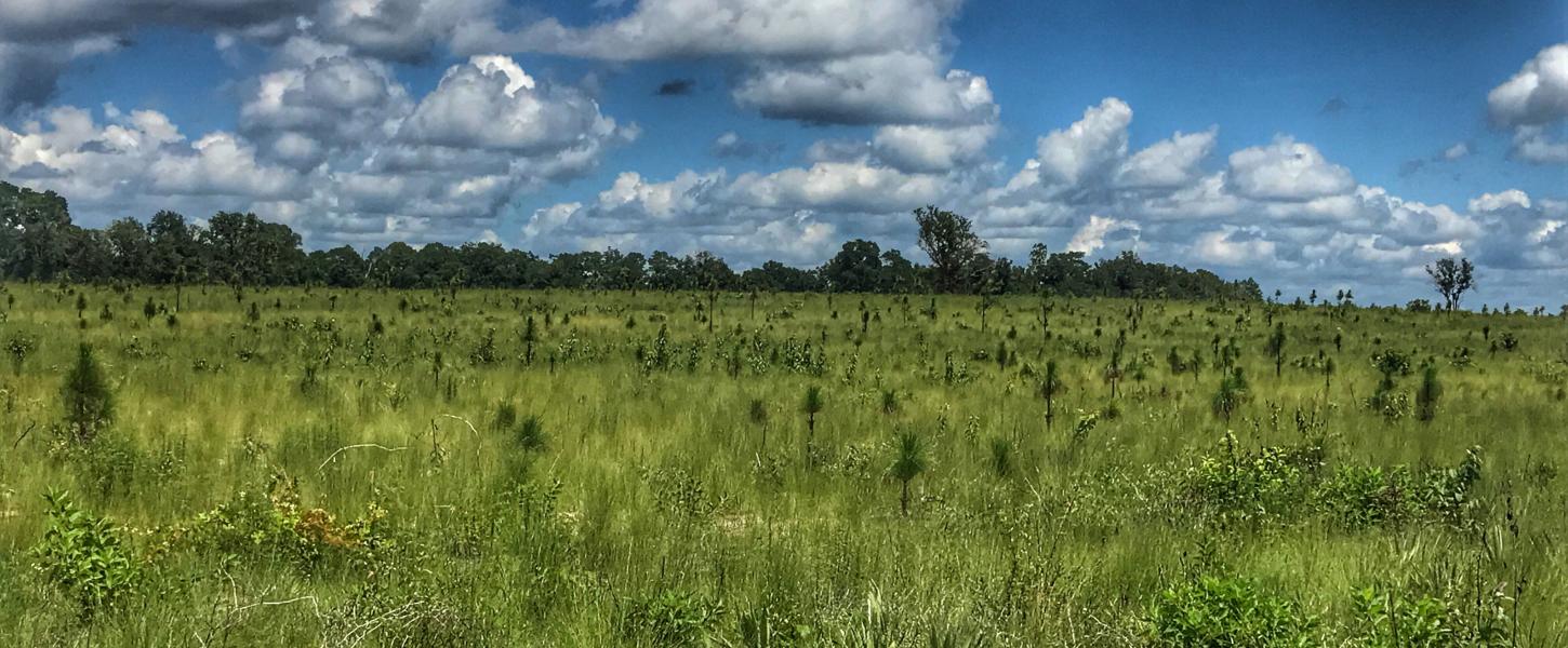 Longleaf pine and wiregrass restoration Torreya State Park 