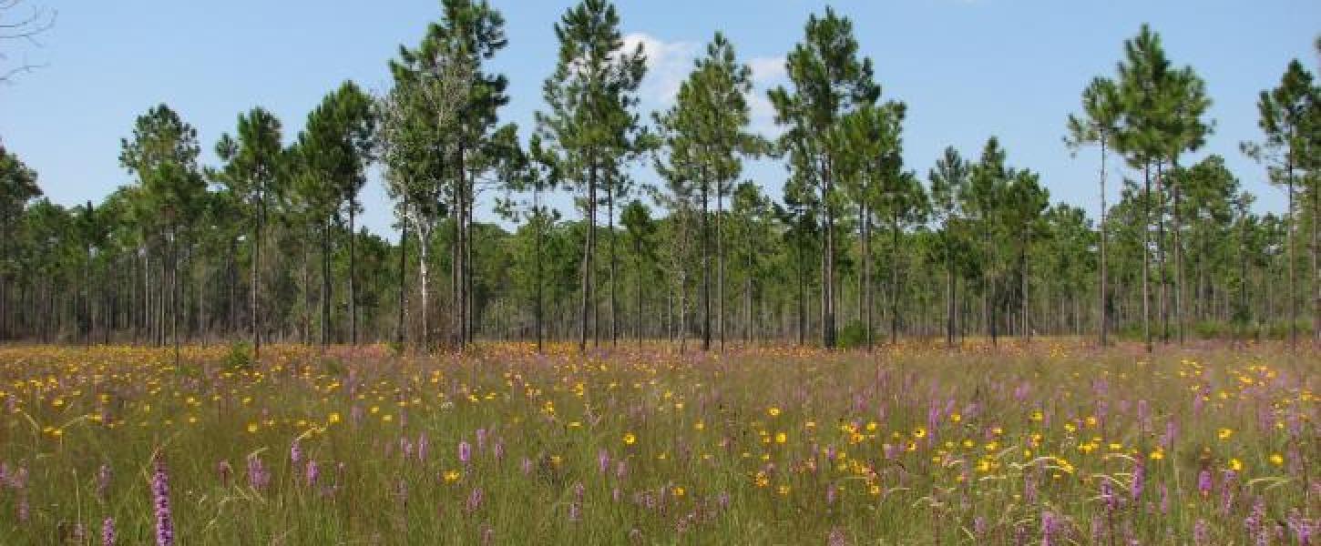 Image of sandhill habitat