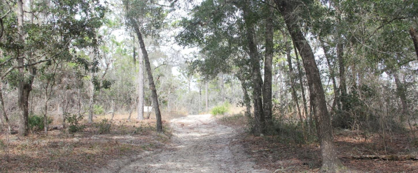 a sandy trail between trees.