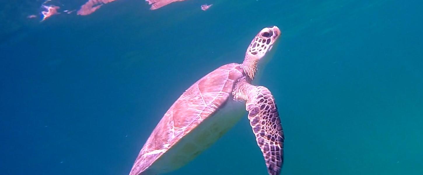 Sea turtle swims through emerald green water. 
