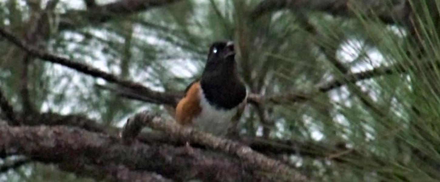 birds, watching, nests, trail, birdwatching