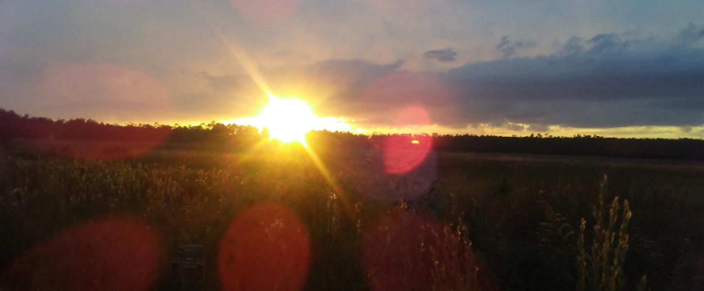 the sun sets over a field ringed by trees