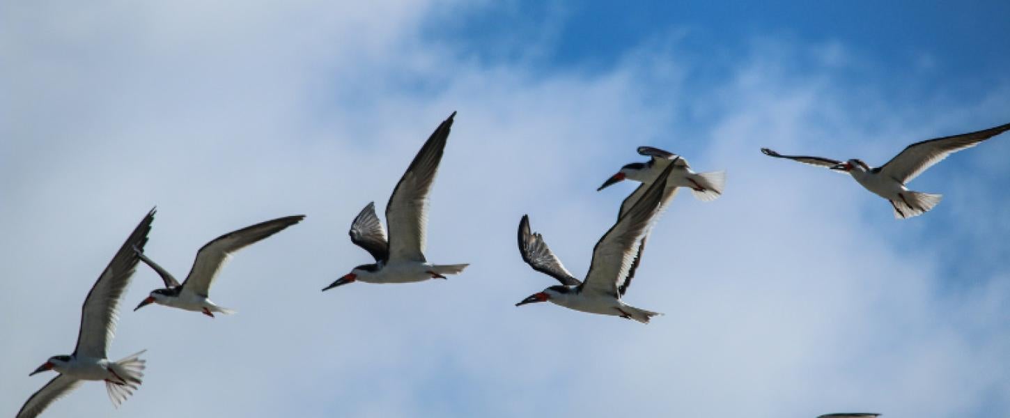 long-beaked black and white birds fly against a blue sky