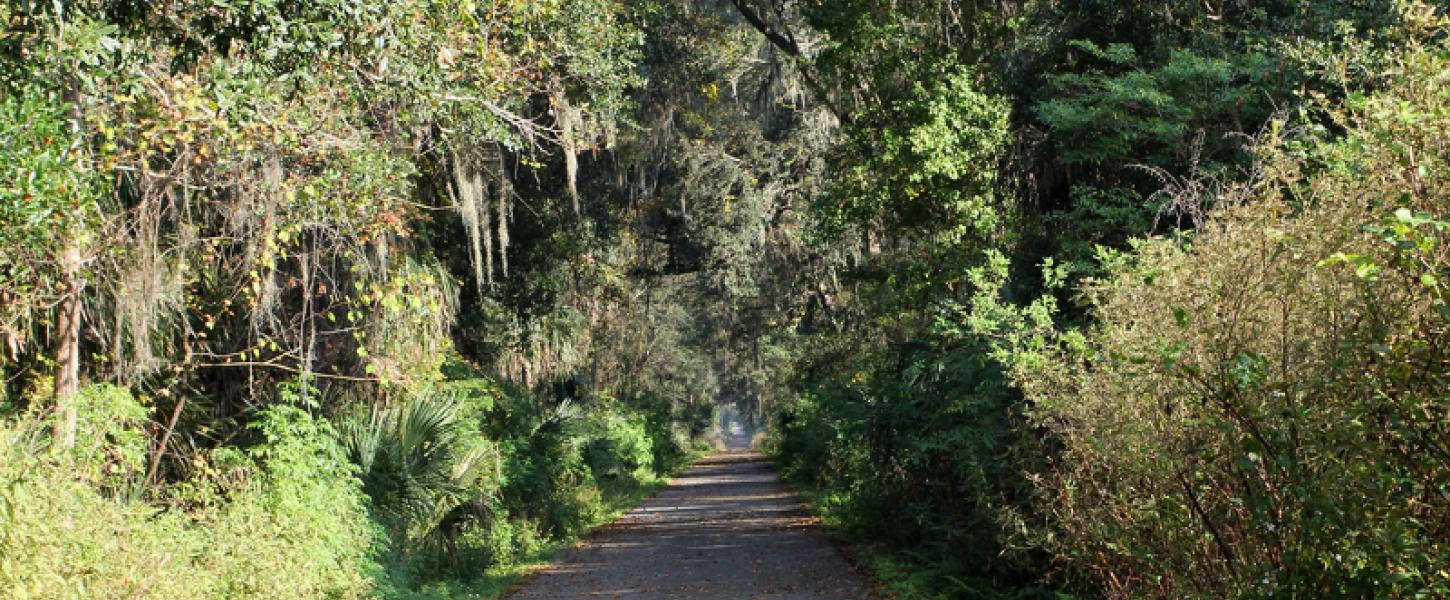 a paved trail extends through a thick canopy of trees and undergrowth