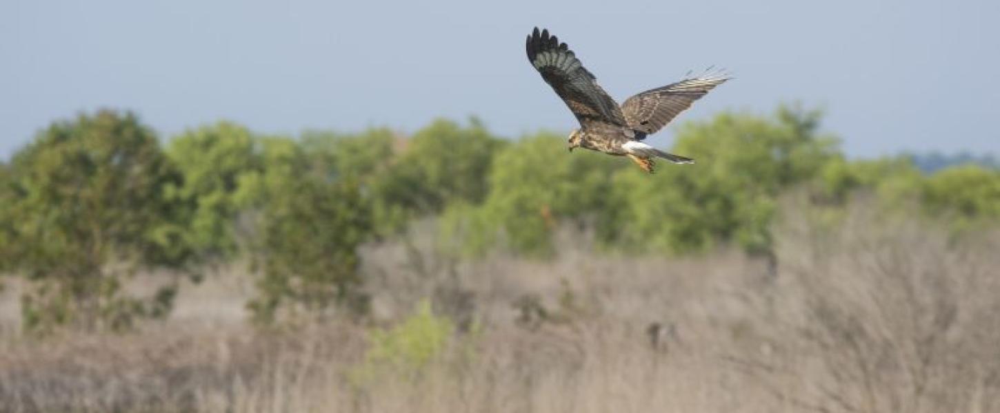 a snail kite flies across a prairie landscape