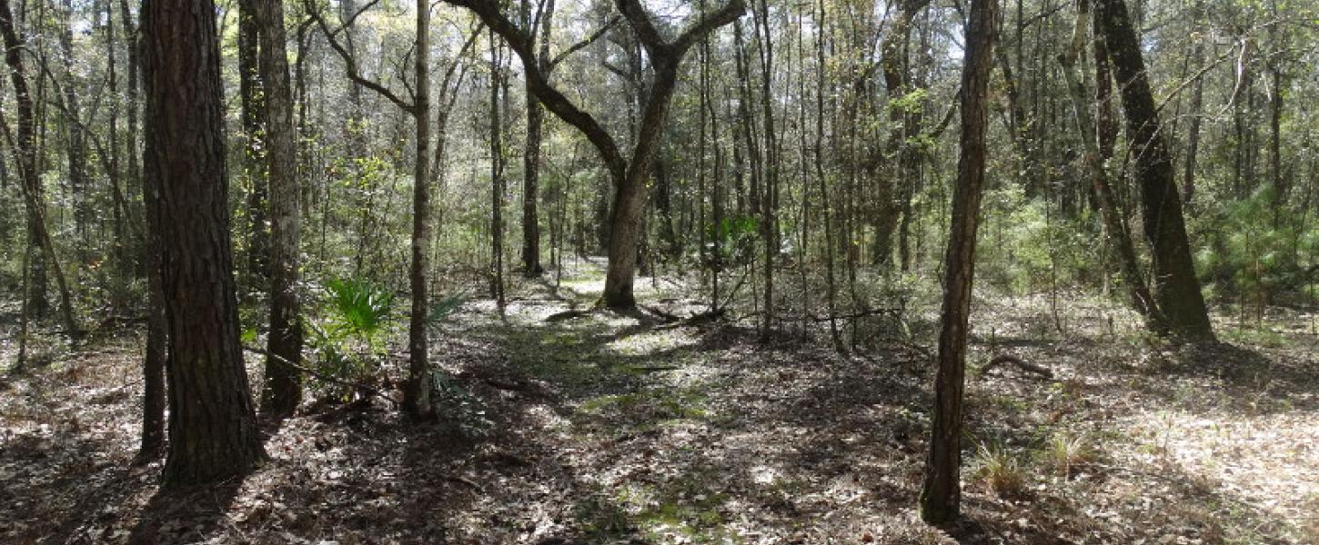 a shaded canopy of oak and other trees stretches over a narrow trail through leaves