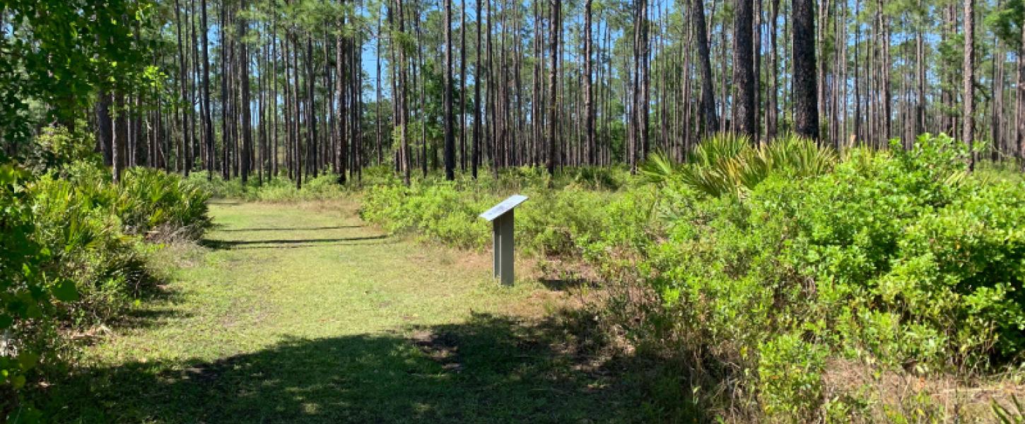 a grass path extends through pine trees past an interpretive sign
