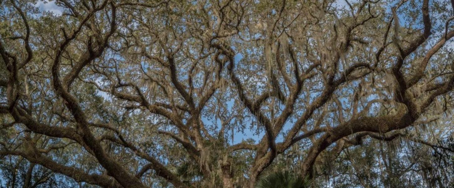 A huge oak tree spreads it's branches under a blue sky