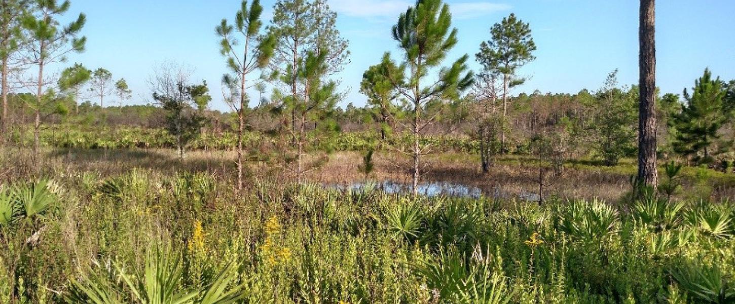 pine trees grasses and shrubs stick out of partially submerged ground