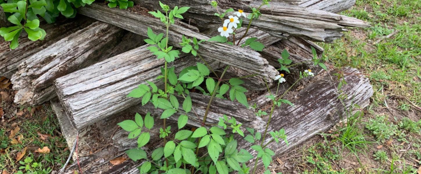 a pile of old firewood overgrown by weeds and white flowers