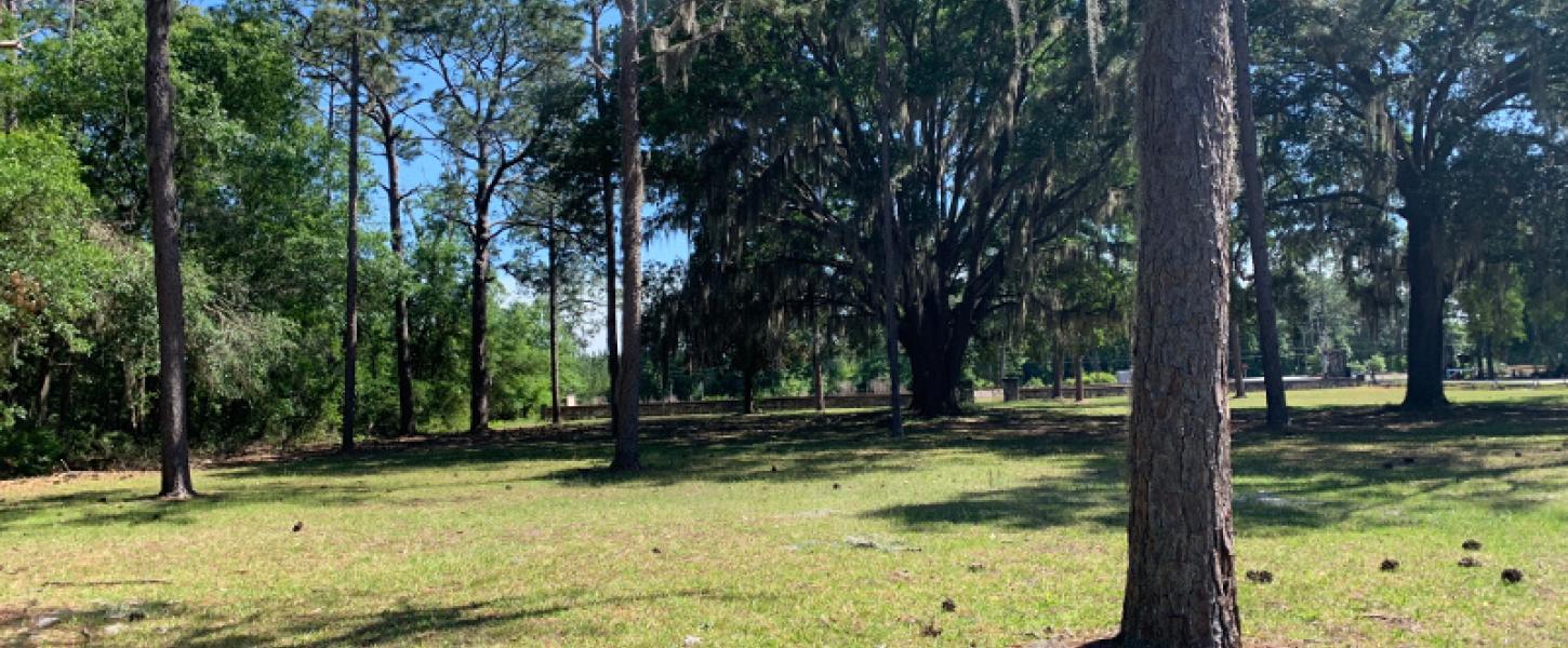 trees in an open grassy area