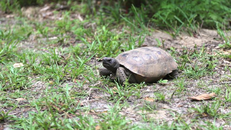 Gopher Tortoise at Van Fleet