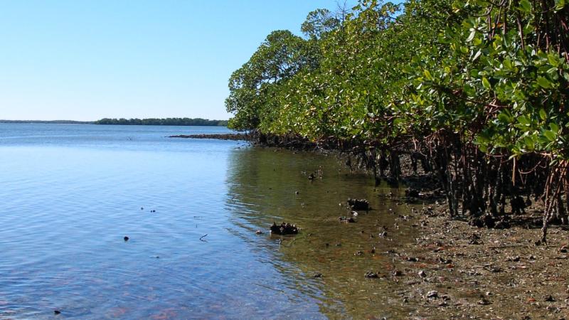 A view of the canoe launch at Mound Key.