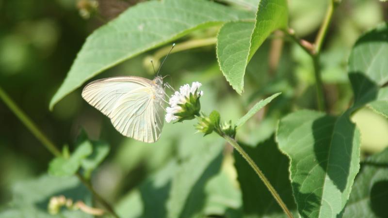 Yellow butterfly on a white flower with green leaves surrounding it