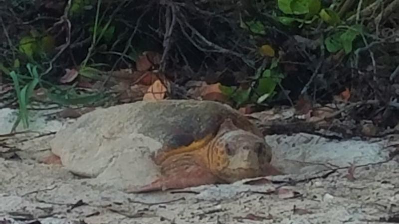 Loggerhead sea turtel on the beach looking at the camera