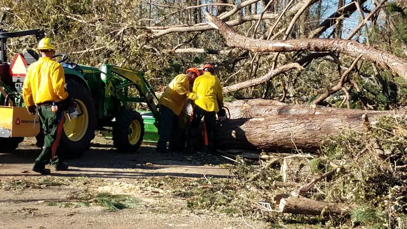 Three Rivers Moving trees