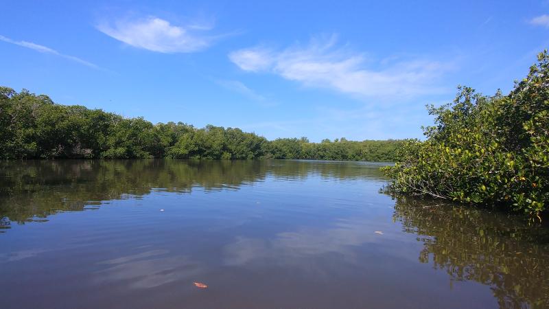 Photo of water and mangroves