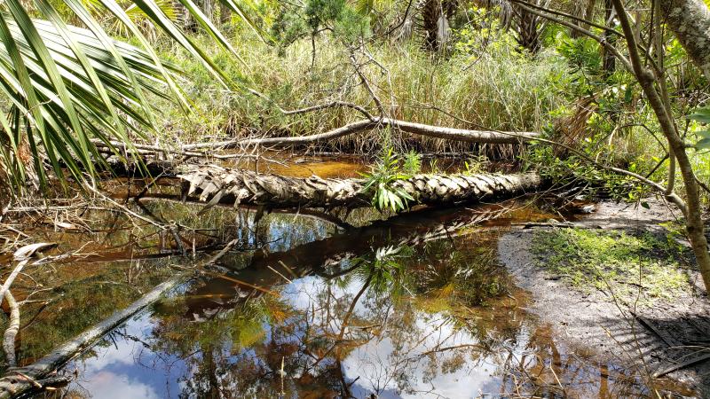 Shallow pool of tannin water surrounded by plants. 