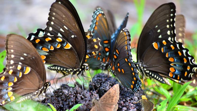 A group of butterflies perched on a stump.