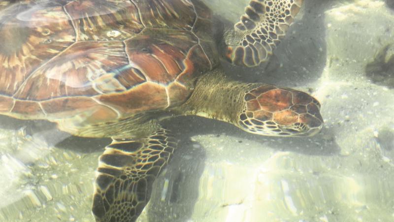 An underwater view of a sea turtle underwater.