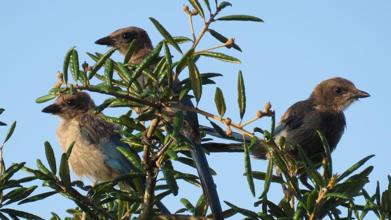 Three juvenile Florida scrub-jays perch in a sand live oak tree.