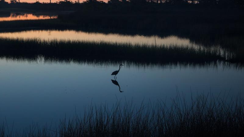 A landscape view of the marshes at Big Lagoon.