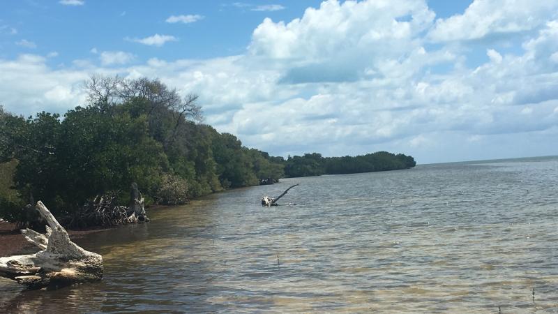 a view of the mangroves along the shore.