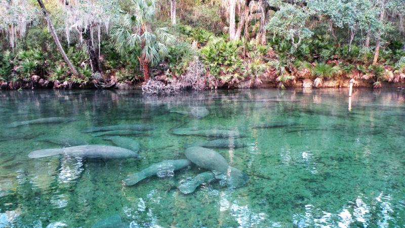 Blue Springs State Park Map Blue Spring State Park | Florida State Parks