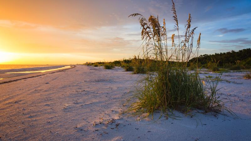 Lovers Key Sea Oats