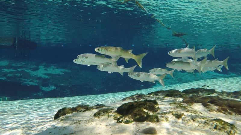 Fish Swimming in Weeki Wachee Springs