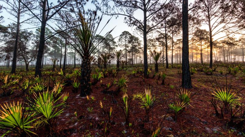 A view of a scrub habitat.