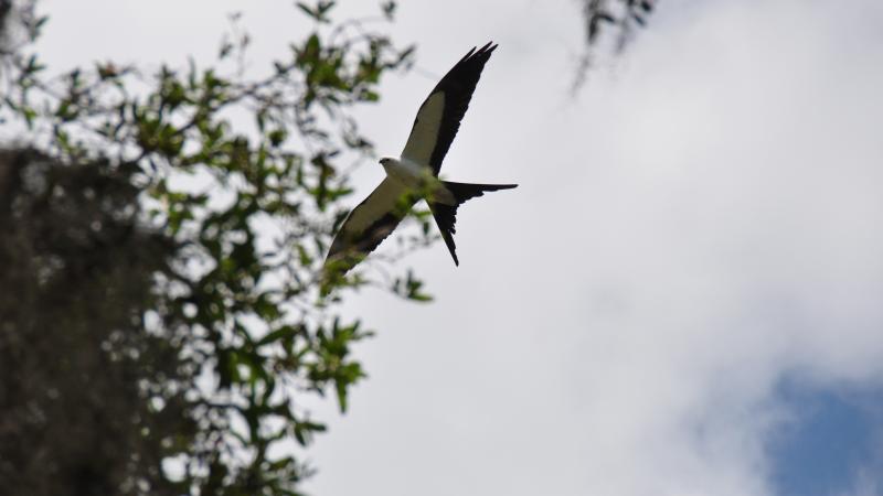 Swallow-Tailed Kite in flight