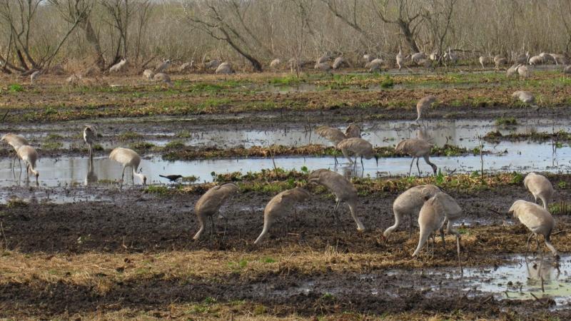 A large group of sandhill cranes gather at Paynes Prairie Preserve State Park near Gainesville.