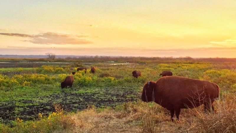 Bison graze at Paynes Prairie Preserve State PArk