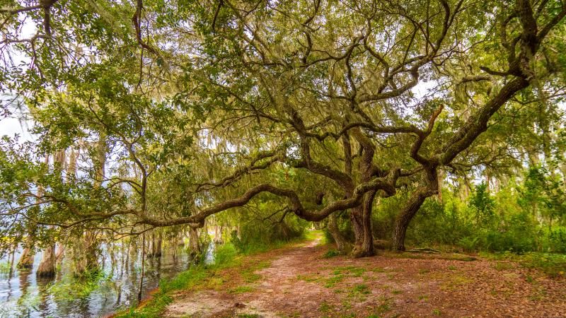 Lake Louisa Trails