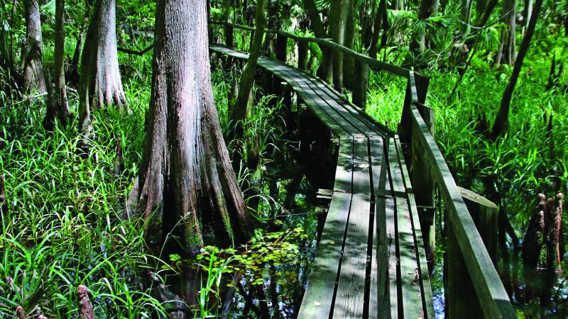 Highlands Hammock single-person boardwalk through the park