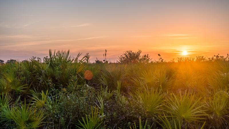 A view of the grasslands at sunset.