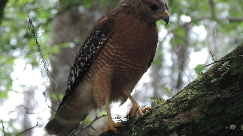 Red-shouldered Hawk perched on an oak tree branch