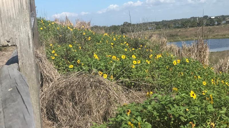 A view of a line of yellow flowers near the water.