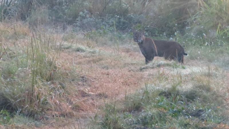 A view of a bobcat on a hiking trail.