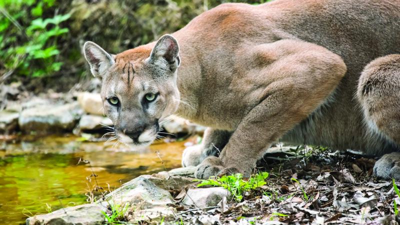 Florida panther photographed at Ellie Schiller Homosassa Springs Wildlife State Park.