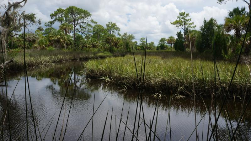 A view of the marsh at Werner-Boyce.