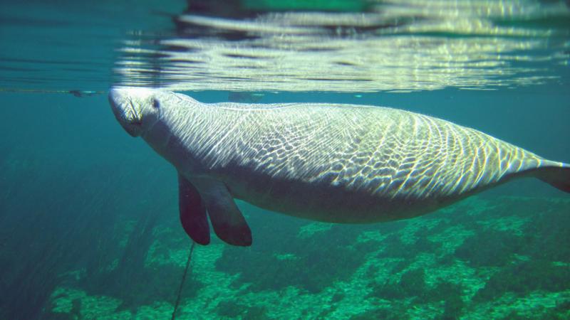 Manatee at Wakulla Spring