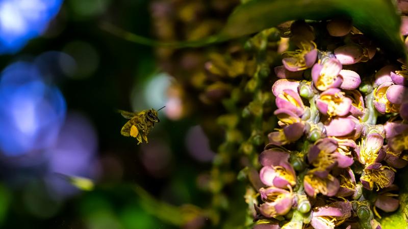 A bee with a yellow flower petal stuck to it flying towards a cluster of light purple flowers. 
