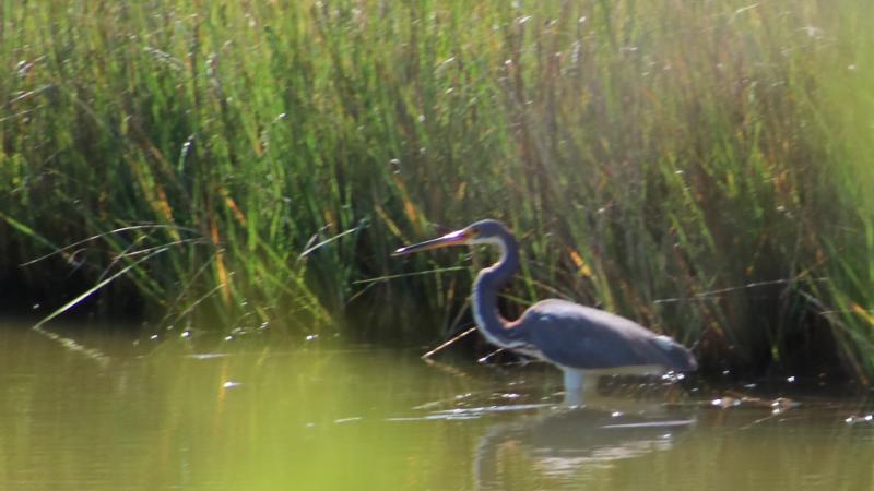 A view of a water fowl walking through the water.