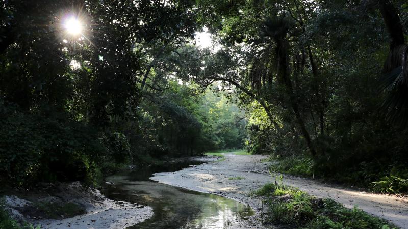 Whitewater branch stream at Ravine Gardens